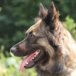 Hestia - Gold brindle female Dutch Shepherd puppy in Jasper, Georgia from Von Der King Working Dogs