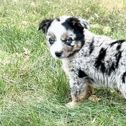 Miniature American Shepherds, Miniature Australian Shepherds, and Toy Australian Shepherds from MAS Gone Rogue