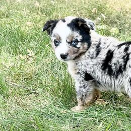 Miniature American Shepherds, Miniature Australian Shepherds, and Toy Australian Shepherds from MAS Gone Rogue