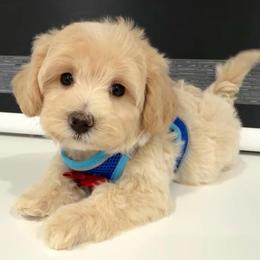 Cornbread - Apricot male Maltipoo puppy in Spring, Texas from GlamPaw Maltipoos
