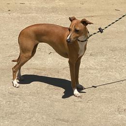 Anastasia - Italian Greyhound