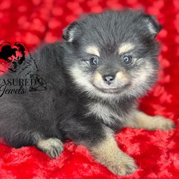 Violet - Black and tan female Pomeranian puppy in Willis, Texas from Treasured Jewels Pomeranians
