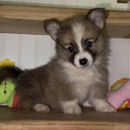 AKC Blue FLUFFY sold - Sable female Pembroke Welsh Corgi puppy in Summerfield, Florida from Promise Land Farm