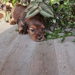 Sky - Chocolate and tan female Dachshund puppy in Franklin, West Virginia from Long Mountain Long Dogs
