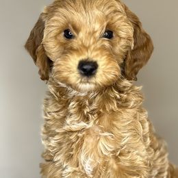 Goldendoodles from Happy Tails Doodle Farm