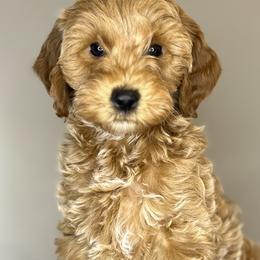 Goldendoodles from Happy Tails Doodle Farm