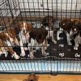 Boykin Spaniels and Brittanys from Brier Ridge Kennels & Outfitters