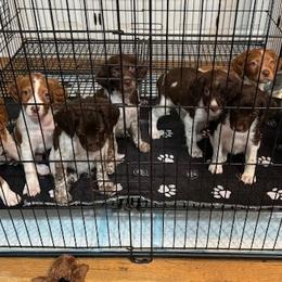 Boykin Spaniels and Brittanys from Brier Ridge Kennels & Outfitters