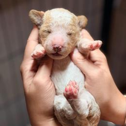 Tilly - Parti female Goldendoodle puppy in Macclenny, Florida from Baker County Goldendoodles