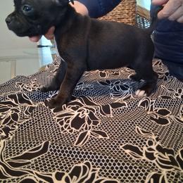 Number 3 - Brindle male Staffordshire Bull Terrier puppy in Killeen, Texas from Miguel's Staffordshire Bull Terriers