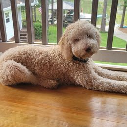 Ginger - Goldendoodle