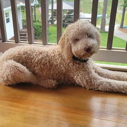 Ginger - Goldendoodle