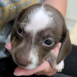 5 chocolate piebald - Piebald male Dachshund puppy in Central Point, Oregon from MRS Long Dog Ranch