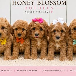 Goldendoodle puppies from Honey Blossom Doodles