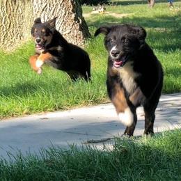 Australian Shepherd, Miniature Australian Shepherd, and Toy Australian Shepherd Puppies from Osborne's Aussies