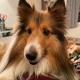 Shetland Sheepdogs from Crystal's Shelties