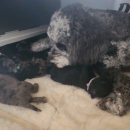 Goldendoodle Puppies from South Mountain Goldendoodles