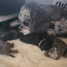 Goldendoodle Puppies from South Mountain Goldendoodles