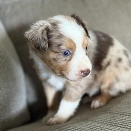 Miniature Australian Shepherd Puppies from B&B Little Aussie Gems