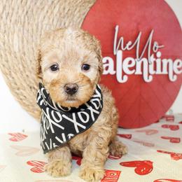 Sunny - Apricot male Poodle puppy in Hugo, Oklahoma from Ann R.