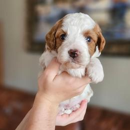 Houston - Blenheim male Cavapoo puppy in Glendale, Arizona from Cool Cavapoos