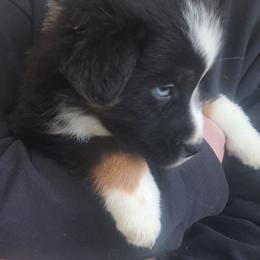 Girl 3 - Black tri-color female Australian Shepherd puppy in Bowler, Wisconsin from Stice's Australian Shepherds