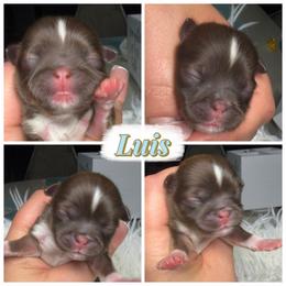 Luis - Liver male Shih Tzu puppy in Colorado Springs, Colorado from Shih Tzu’s  ‘N’ Love