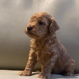 Beau - Red  male Poodle puppy in Auburn, Georgia from Southern Poodles