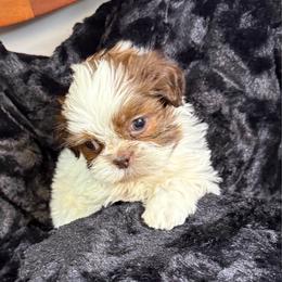 Levi - Liver and white male Shih Tzu puppy in Covington, Georgia from Top Hats 2  Shih Tzu’s