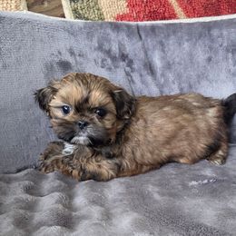 Flash - Gold male Shih Tzu puppy in Waynesboro, Pennsylvania from Big Win Shih Tzus