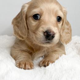 Everest - Cream male Dachshund puppy in Redding, California from Jean & Mae Doxies