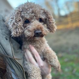 Rudy - GUARDIAN HOME OPPORTUNITY - Apricot male Poodle puppy in Easley, South Carolina from Cutiepie Cavapoos