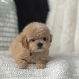 Willow reserved for Lisa - Apricot female Maltipoo puppy in Fredericktown, Missouri from Doodle Pups Fur-Ever