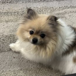 Mia - Pomeranian