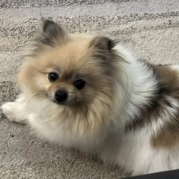 Mia - Pomeranian