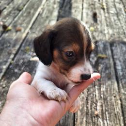 Kelly - Piebald female Dachshund puppy in Liberty, North Carolina from Heavenly Doxies