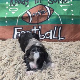 Linus - Blue merle male Aussiedoodle puppy in Cumberland, Rhode Island from W Doodle Crew