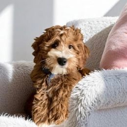 Peyton - Goldendoodle