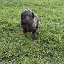 Bernedoodle Puppies from Kaylas Precious Puppies