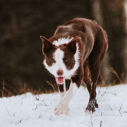 Border Collie All Grown Up from M&D Border Collies