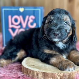 Block - Black phantom male Aussiedoodle puppy in Lancaster, Minnesota from Finney Ranch