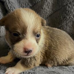 BB Boy 1 - Blue male Pembroke Welsh Corgi puppy in Dickinson, Texas from Gulf Coast Corgis