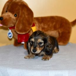 Catalina - Sable female Dachshund puppy in Homosassa, Florida from SAN’S Dachshunds
