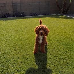 Nora - Poodle