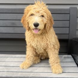 Cockapoo and Goldendoodle Puppies from Puppy Power Kennels