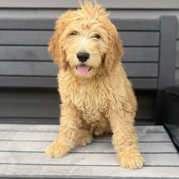 Cockapoo and Goldendoodle Puppies from Puppy Power Kennels