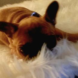 French Bulldog Puppies from Ma Chérie French Bulldogs