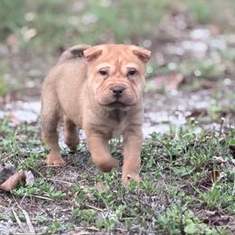 Maple - Red sable male Chinese Shar-Pei puppy in Lehigh Acres, Florida from Florida Wrinkles