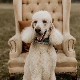 Charlie - Poodle