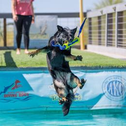 Belgian Malinois and German Shepherd All Grown Up from Légende Vivante Du Chief Kennel